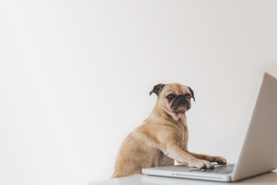 kutya-laptop-elott-online-hirdetesi-strategia